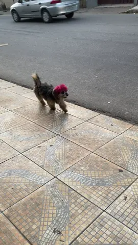 #fyp #pitty 