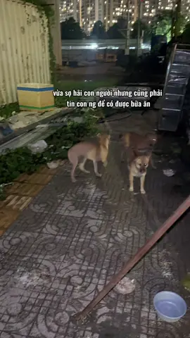 Chúng nó cũng chẳng hiểu, sao k bị đuổi đá.nh mà hôm nay lại được ăn ngon đến thế 🥹
