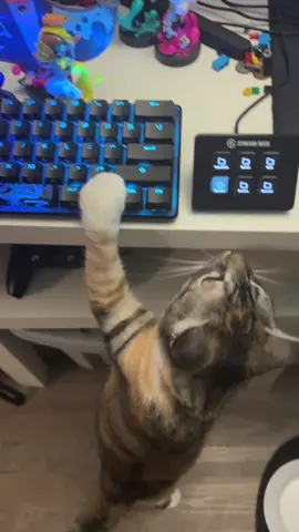 Maki is used to me streaming on Wednesdays. I tried to tell her it’s an OFF NIGHT. What do I do? #PetTok #CatTok #Cats #Pets #Gaming 