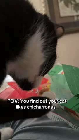 I can’t even snack alone. 🤨 #catsoftiktok #chicharrones #SnackTime #catvideos #tuxedocat 