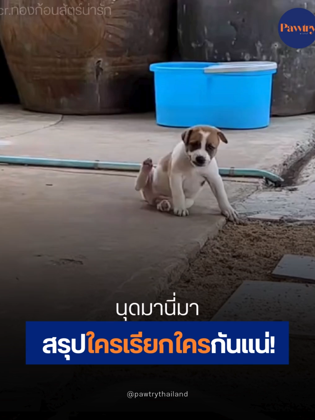 นุดเรียกหมาแต่หมาเรียกนุดกลับ สรุปใครเรียกใครกันแน่🤣 #หมาตลก #คลิปหมา #หมาน่ารัก #pawtrythailand #pawtry