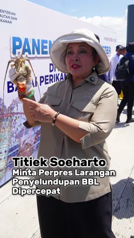 #SahabatBahari, Ketua Komisi IV DPR RI, Siti Hediati Soeharto @titieksoeharto meminta percepatan pengesahan Peraturan Presiden (Perpres) yang mengatur tentang Satuan Tugas pemberantasan penyelundupan benih bening lobster (BBL).  Pada panen perdana lobster kemarin, Beliau mendorong program budi daya lobster dan produk perikanan lainnya dapat lebih maksimal dilakukan di dalam negeri untuk mencegah praktik penyelundupan kekayaan laut Indonesia, termasuk BBL #PanganBiru #2025KKPRiseTogether #EkonomiBiruUntukIndonesiaEmas #SaktiWahyuTrenggono     