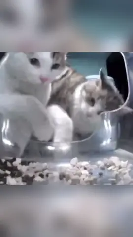 Cats monitored by automatic feeders #funnyvideo #funnycat #Haha 