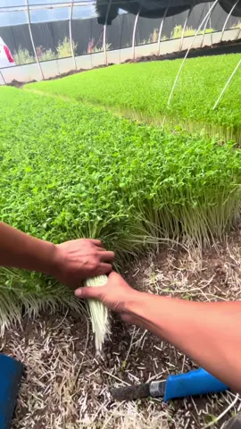 Immersive Pea Sprout Cutting 🌱 | Relaxing & Stress Relief Video