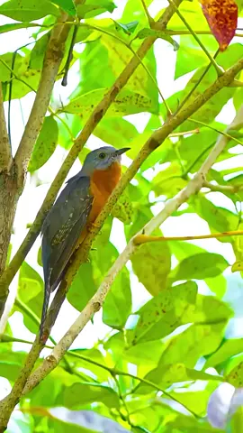 burung wiwik kelabu/kedasih(Cacomantis merulinus) #burungunik #burungendemik #fyvpシ 