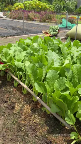 Cải ngọt chịu mưa bà con ơi 