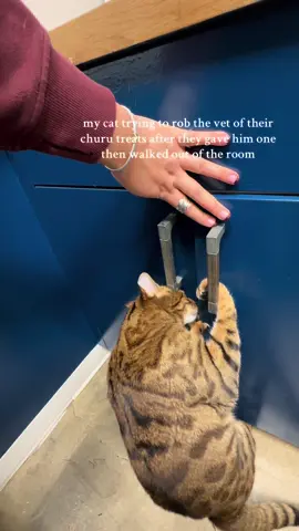 He knew exactly where she got it from too.  #catsoftiktok #bengal #fyp 