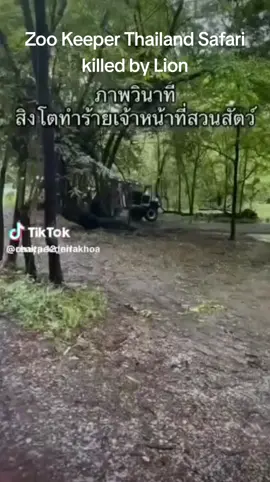 Zoo Keeper Thailand at Safari killed by lion #lionkillma #zookeeperdeath #lioneatman
