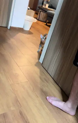 Jumpscared #cat  