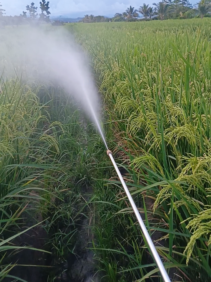 🥲 #sprayer_sawah_mofifikasi #jayapetaniindonesia🇮🇩🇮🇩🇮🇩🌿🌿 #petanithailand🇹🇭 #wereng_pink #berdikari_unggul 
