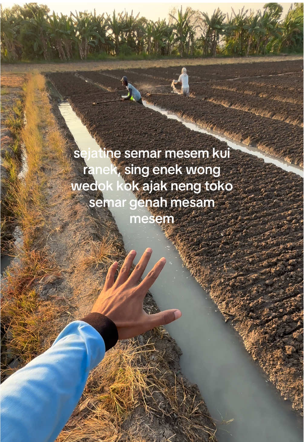 gak percoyo?? jajal py dek😋 #nganjuk24jam  #petanibawangmerah 