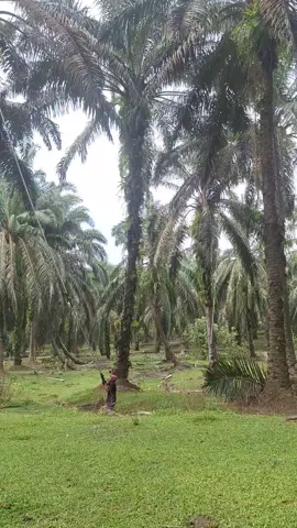 #potongsawit 