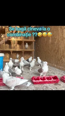 #porumbei #misirli #satineti #porumbeiromania🇷🇴🕊🏆 #craiova 
