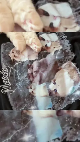 Marie’s mood: every face, every vibe—custom tee, main character energy @sheinmalaysia_ @SHEIN  #catsoftiktok #SHEINtrends #saveinstyle #SHEINtrendsMY #PetsOfTikTok 