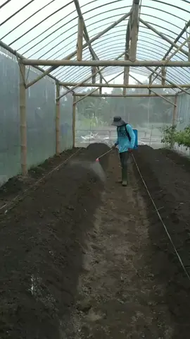 proses sterilisasi dan penyèmprotan bakteri tricoderma untuk proses persiapan tanam cabe di green house🌶🌶
