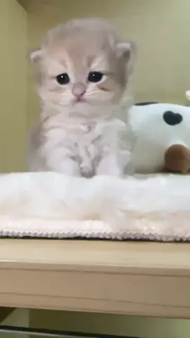 So cute #cutecat #pet #kucing #kitty 