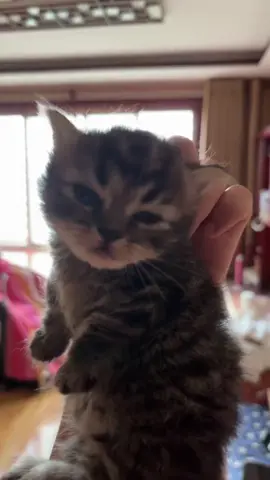 So cute #cutecat #pet #kucing #kitty 