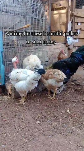 these white pullets are about 17 weeks old and will start laying soon #pullets #chickensoftiktok #backyardchickens 