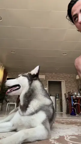Husky #CapCut #fyp 