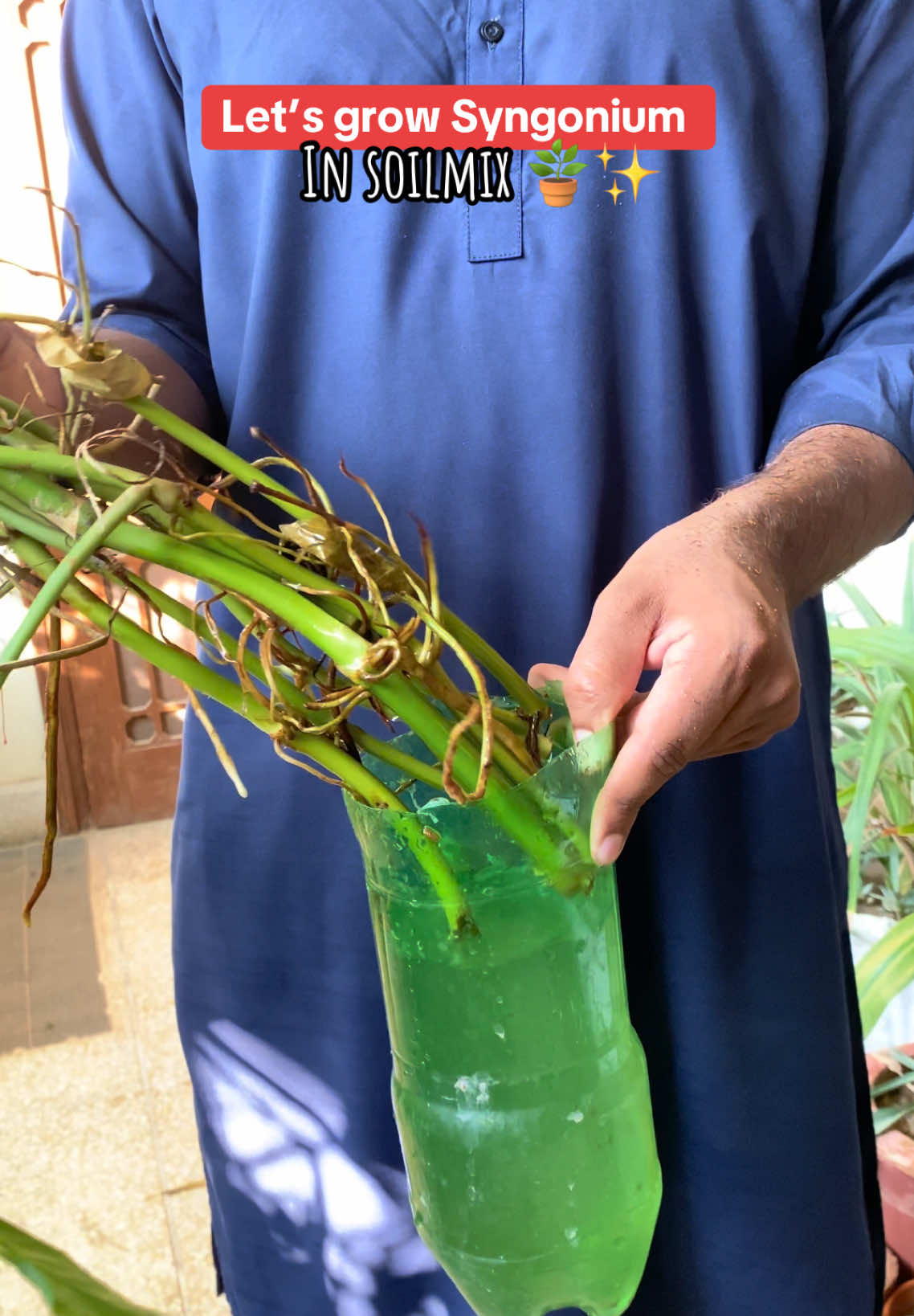 Ep172:Grow Syngonium plant in soil from water💧🌿(after germinating roots) #gardening #arrowhead #fyp 