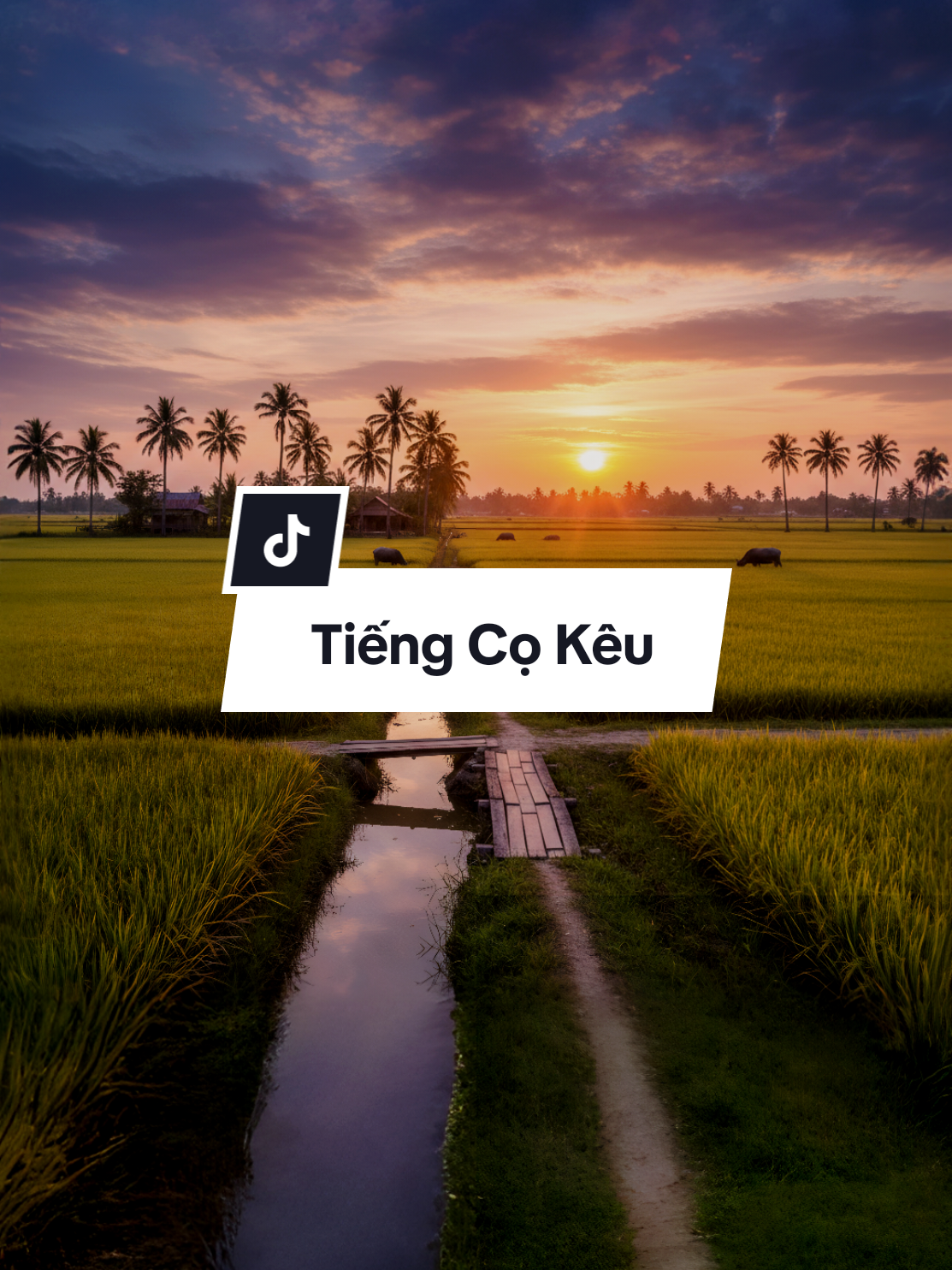 Anh gieo đám mạ chờ em.... #nhactinhsaulang #nhacbolero #dancamientay #SBKentertainment 