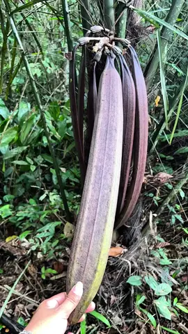 pulupulu fruits#reels__tiktok#fruits 