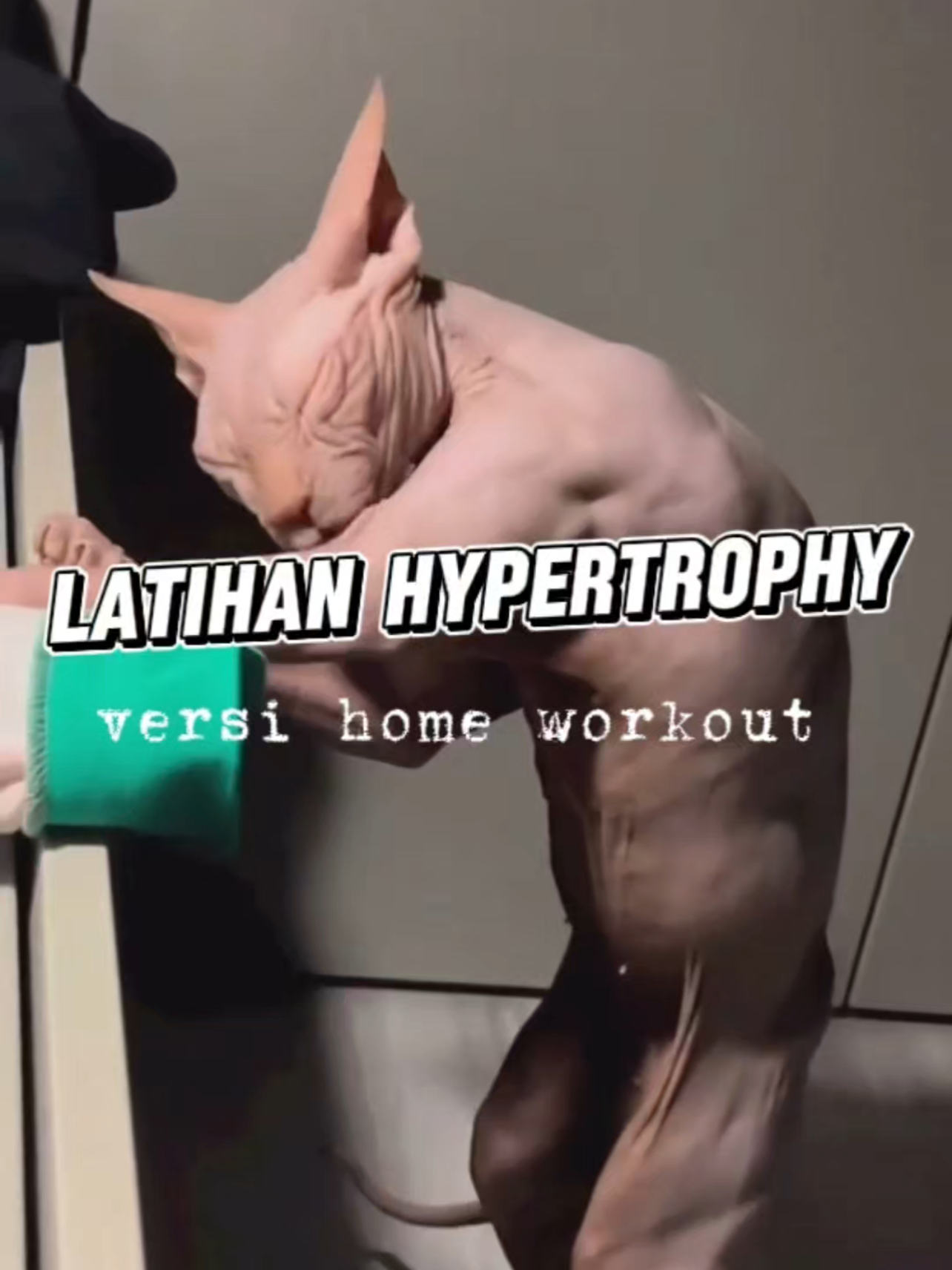 menu push day untuk hypertrophy versi home workout. •lower chest : regular dips •Middle chest : regular push up,dumbell chest fly •Upper chest :incline push up •Front delts : shoulder press •Tricep :tricep push down #swazhar #gym #homeworkout #streetworkout #alazhar 
