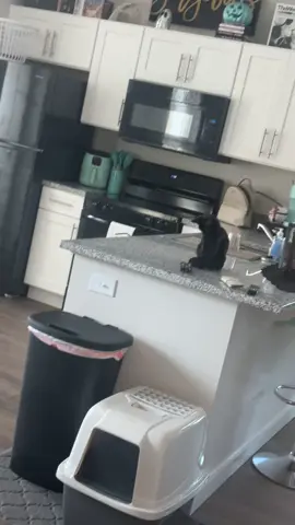 So Salem learned a trick today lmao #blackcats #hilariouspetstiktoktv #pet #funny #cat 