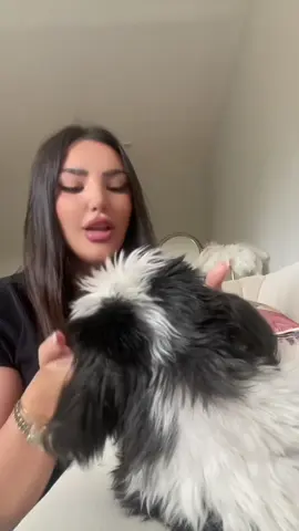 Posting for my people since they’re not monitoring spirits 🙊🫶🏼 Thassss my bestie my baby my big dawgggg for life #fyp #fy #viral #trending #capcut #tiktok #tiktokshop #shihtzu #arab #algerian #berber #algeriandog #nurse #nursetok 
