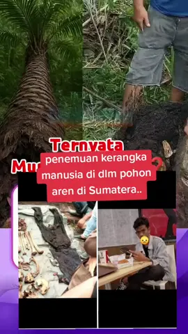 tragis d temukan kerangka manusia di dlm pohon aren,d duga pohon yg lama mati dan tumbang karena angin kencang.dua orang warga menemukan kerangka manusia di pohon aren yg tumbang itu lengkap baju, celana dan aksesoris,hp Nokia.#babusultantaiwan🇹🇼 #taiwan🇹🇼 #tkitaiwan #brandatiktok #fypppppppppppppppppppppppa 