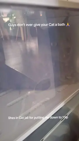#funny #tiktok #cats #goofy #silly 