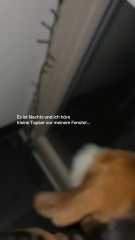 Heute Nacht Besuch gehabt🥹 #fyp #igel #explore #doglove #tattoo 
