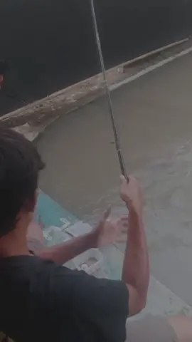 Video Pendek Besut Bawal e kecepeten 😂... #kolampemancingan #PesonaHarian #pemancinganharianikanbawal #Guyubrukunmancingojonesu #guyubrukunsaklawase 