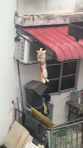 apo dibueknya 🤣 dah sah oyengg 