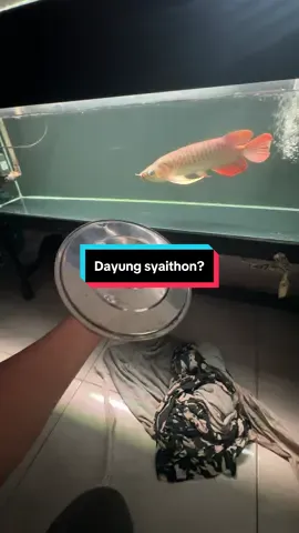 Ada duit jangan disimpan banyak banyak. Mending beli ikan 🤣🤣🤣 #arowanamalaysia #arowanasepauk #arowanaindonesiaclub #arwanapontianak 