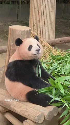 adek kalau ngantuk or baru bangun tidur keliatan gemes banget, loading nya lucu mungkin ia berpikir aku ngantuk, apa aku harus makan lanjut tidur, makan apa tidur 😅 #huibao #huibaoruibao #saveanimals #cuteanimals #adorable 