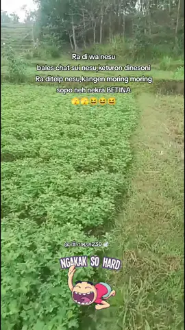 wkkkkkkk...ndi wonge😅😅danggir 🥜, bn dadi wohe 🤲🤲