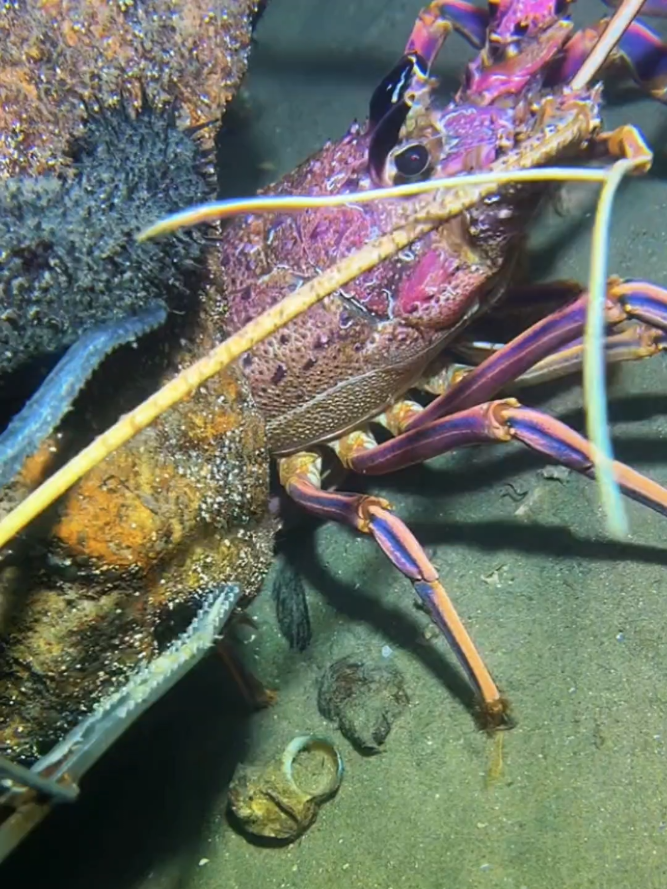 #diving #crab #catchthesea #seaside #seafood 