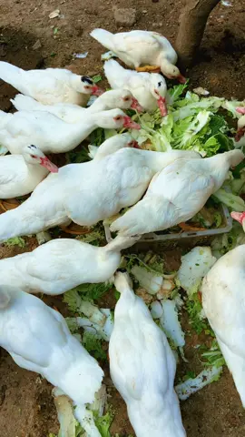 Kasih makan organik limbah sayuran #entokjumbo #mentokjumbo #muscovyducks #bebekentok #peternakmuda 