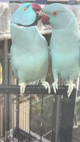 When Bella is just relax!#talkingparrot🦜🦜🦜🦜🦜 #parrotsoftiktok #indianringneckparrot #parrotlover #happyhusband 
