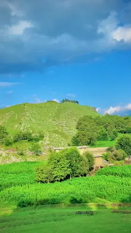 .            .                                                        .        Hapla watan.                       .                     #foryoupage #unfrezzmyaccount #beauty #tirahvalley #🌲🌲🌲 