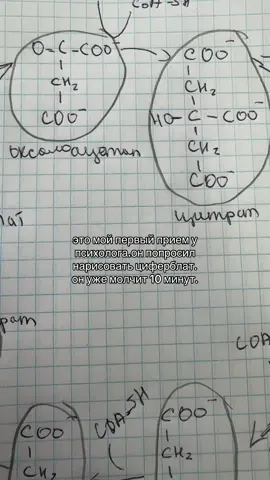 хахаха #циклкребса #биология #fyp #рек #первыйприемупсихолога