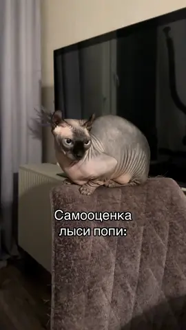 Ей можно она пирамиды строила #лысикоти #лысипопи #сфинкс #животные #sphynx 