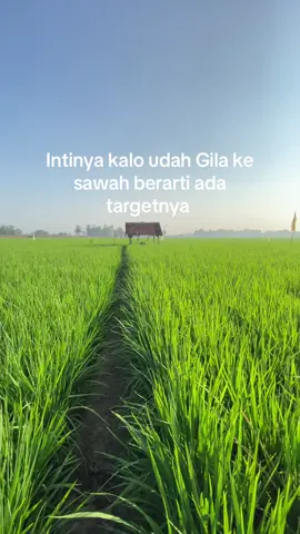 #fyp #lewatberanda #petanimuda #petaniindonesia🇮🇩🇮🇩🇮🇩🌿🌿 #petanipadi 