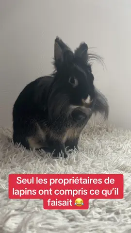 Prélèvement directement à la source 😂 #lapin #rabbits #rabbitsoftiktok #animal #lapinnain 