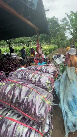 Gasken jon masih perterongan🔥🔥🍆#anakpetani #petaniterongungu 