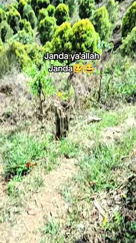 Janda kita ratukan🥴😁😅 #masukberandafyp #fypシ゚ #fypシ゚viral #fyppppppppppppppppppppppp 
