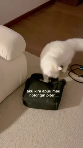 kenapa pada hobby banget ngumpet di tempat sempit 😆