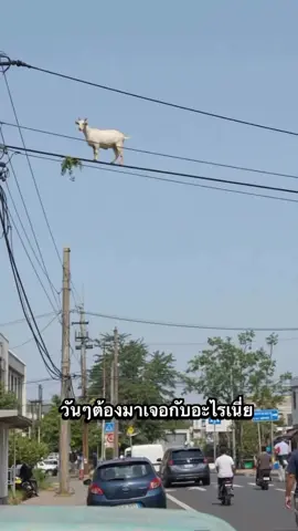 #แพะ #ตลก #tiktok #fyp #ฟีดดดシ 