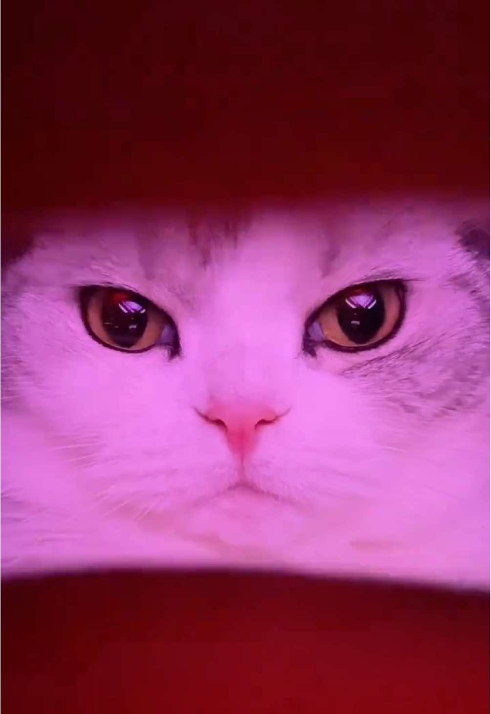 👀✨#cat #猫 